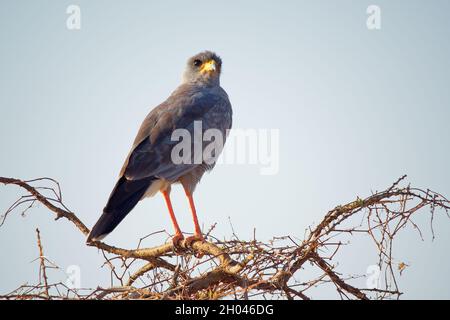 Orientale (pallido) canta Goshawk - Melierax poliopterus o somalo canta goshawk, uccello di preda dell'Africa orientale, piumaggio grigio e lunghe gambe rosse con Th Foto Stock