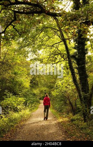 Bellissima foresta autunnale con il sole che splende. Una donna caucasica sta camminando sul sentiero. Germania, Baden-Wurttemberg. Foto Stock