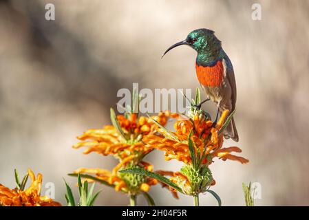 Girocollo maggiore girocollo, Cinnyris aper, maschio su un leonurus leonurus leoneurus leone, Grahamstown/Makhana, Eastern Cape, Sudafrica, 20 giugno 2018. Foto Stock