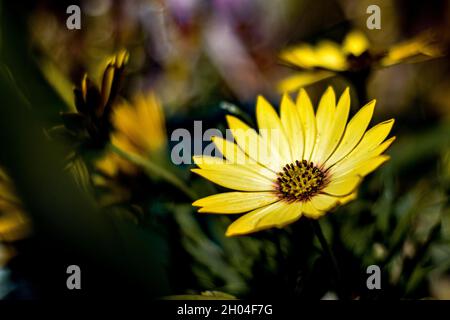 Primo piano con margarita giallo selvaggio. Foto Stock