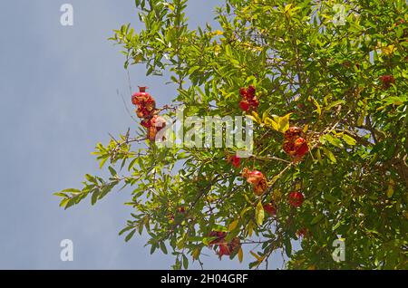 Frutto troppo maturo di Pomegranate in un albero contro un cielo blu Foto Stock