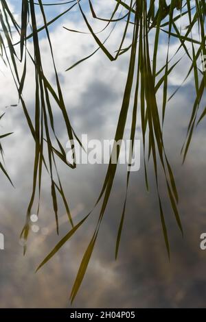 riflesso astratto di foglie di canna oscure e nuvole in acqua calma sfondo magico natura Foto Stock