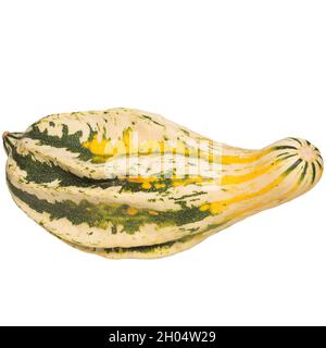 Zucche decorative su sfondo bianco. Verde giallo. Piccole zucche decorative e una zucca. Foto Stock