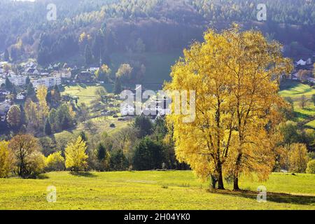 Un albero di betulla con autunno giallo lascia in un paesaggio soleggiato. Alcune case di un villaggio sullo sfondo. Germania, Baden Wurttemberg, Wilhelmsfeld. Foto Stock