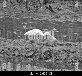 I dettagli sono migliori in bianco e nero Foto Stock