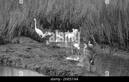 I dettagli sono migliori in bianco e nero Foto Stock