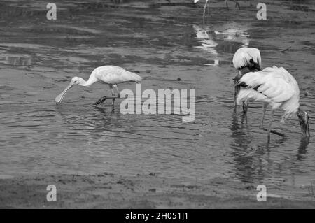 I dettagli sono migliori in bianco e nero Foto Stock