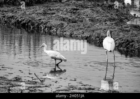 I dettagli sono migliori in bianco e nero Foto Stock