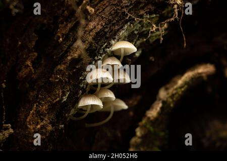 Piccoli funghi selvatici delicati che crescono sotto un ceppo nella foresta. Foto Stock
