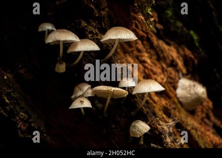 Piccoli funghi selvatici delicati che crescono sotto un ceppo nella foresta. Foto Stock