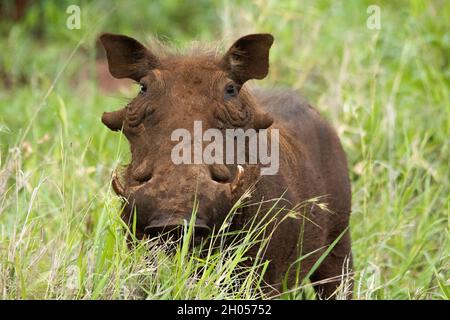 Un warthog africano cime la sua testa sopra l'erba. Preso nel Parco Nazionale di Kruger, Sudafrica. Foto Stock