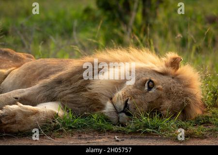 Un leone maschio si trova nell'erba alta e guarda direttamente nella macchina fotografica. Preso nel Parco Nazionale di Kruger, Sudafrica. Foto Stock