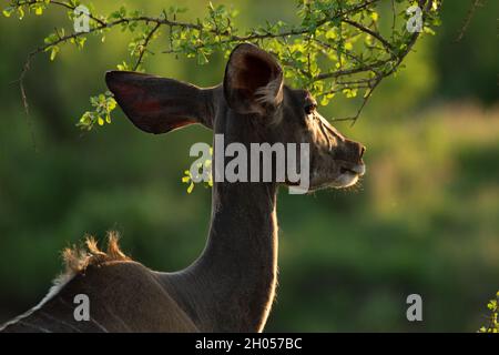 Un kudu femminile in luce dorata. Preso in Sudafrica. Foto Stock