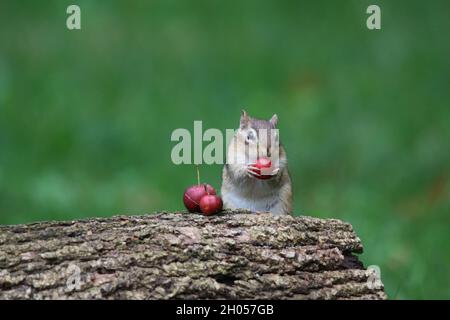 Chipmunk orientale in autunno trovare crabapples da mangiare Foto Stock