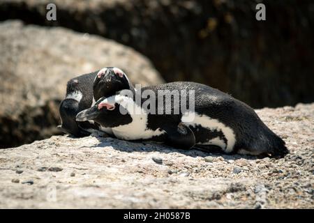 Due pinguini dormono insieme su una roccia a Boulders Beach, Città del Capo. Foto Stock