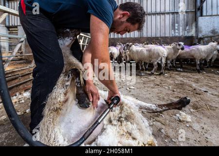 Ballydehob, West Cork, Irlanda. 11 ottobre 2021. Una mandria di 90 pecore di Mule forti appartenenti al contadino di pecora di Ballydehob Johnny Ward sono stati crutched oggi. Mule pecore sono una croce tra Bluefronted Leicester montoni e purebred pecore collina. Il crutching era in preparazione per il ramming. Credit: AG News/Alamy Live News Foto Stock