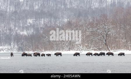 Mandria di bisonte europeo che attraversa il fiume in inverno natura Foto Stock