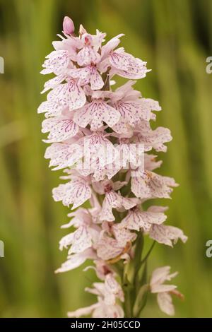 Primo piano sulla vasta foglia comune macchiata orchidea, Dactylorhiza fuchsii Foto Stock