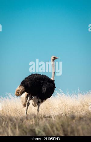 Uno struzzo maschio si trova in un campo di erba secca in un caldo paesaggio africano. Foto Stock