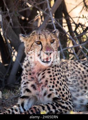 Un giovane ghepardo africano che giace all'ombra dopo aver fatto una nuova uccisione. Foto Stock