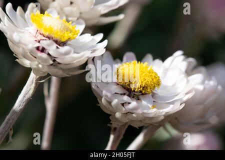 Bella, piccoli fiori bianchi trovati a Città del Capo, Sud Africa. Foto Stock