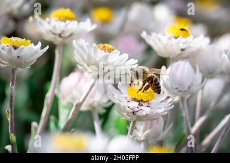 Un'ape di miele siede su un piccolo fiore bianco, alla ricerca del nettare. Foto Stock