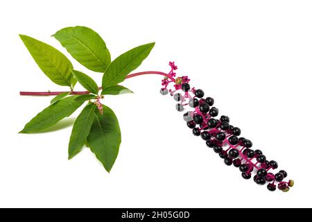 Pokeweed (phytolacca americana) isolato su sfondo bianco Foto Stock