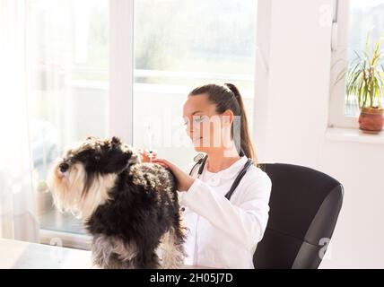 Schnauzer in miniatura al veterinario. Medico femminile che dà il vaccino ad un cane Foto Stock