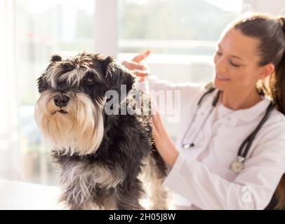 Ritratto di schnauzer in miniatura al veterinario. Medico femminile che dà il vaccino ad un cane Foto Stock