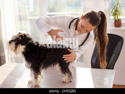 Schnauzer in miniatura al veterinario. Medico femminile che dà il vaccino ad un cane Foto Stock