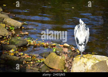 Grey Heron, River Calder, Hebden Bridge, Calderdale, West Yorkshire Foto Stock