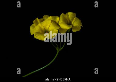 Fiore giallo Oxalis e foglie su sfondo nero, vista laterale, con spazio di copia Foto Stock