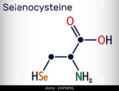 Selenocisteina, L-selenocisteina, sec, molecola U. È un aminoacido proteinogeno, analogo del selenio della cisteina, blocco di costruzione delle selenoproteine. SK Illustrazione Vettoriale