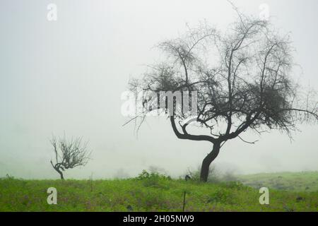 Orizzontale. Immagine nebbia sulle montagne di Salalah Foto Stock