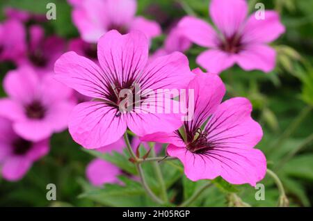 Fioritura rosa brillante di geranio 'Patricia' perenne in un bordo giardino. REGNO UNITO Foto Stock