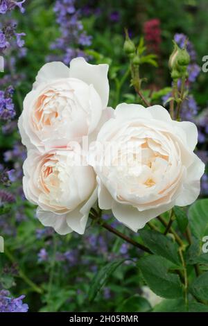 Desdemona rosa. Fiori rosa cremoso di Rosa 'Desdemona' (Auskindling), rosa arbusto inglese UK Foto Stock