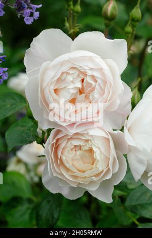 Desdemona rosa. Fiori rosa cremoso di Rosa 'Desdemona' (Auskindling), rosa arbusto inglese UK Foto Stock