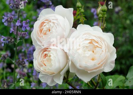 Desdemona rosa. Fiori rosa cremoso di Rosa 'Desdemona' (Auskindling), rosa arbusto inglese UK Foto Stock