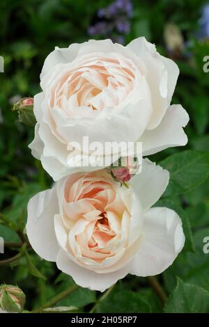 Desdemona rosa. Fiori rosa cremoso di Rosa 'Desdemona' (Auskindling), rosa arbusto inglese UK Foto Stock