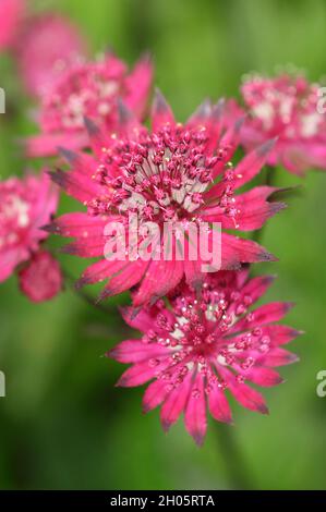 Astrantia major 'Gill Richardson' masterwort che mostra profonde bugne e bracts cremisi. Masterwort Gill Richardson Group. N. SYN. La pincushion di Hattie. Foto Stock