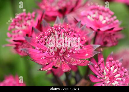 Astrantia major 'Gill Richardson' masterwort che mostra profonde bugne e bracts cremisi. Masterwort Gill Richardson Group. N. SYN. La pincushion di Hattie. Foto Stock