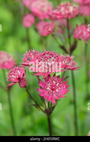 Astrantia major 'Gill Richardson' masterwort che mostra profonde bugne e bracts cremisi. Masterwort Gill Richardson Group. N. SYN. La pincushion di Hattie. Foto Stock