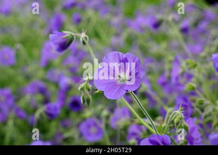 Geranium 'Orion' cranesbill che mostra masse di distintivi fiori viola blu in un bordo giardino, Regno Unito Foto Stock