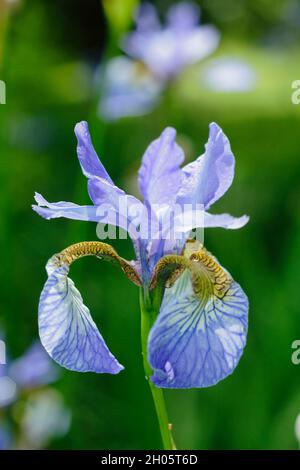 Iris sibirica 'Perry's Blue'. Viola pallido fioriture di iride siberiana Perry's Blue in un bordo giardino. REGNO UNITO Foto Stock