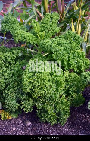 Curly Kale 'Leaf Cabbage' (Brassica oleracea) coltivato in un letto rialzato nel Giardino della cucina a RHS Garden Bridgewater, Worsley, Greater Manchester, UK. Foto Stock