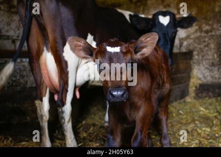 Ritratto defocus della mucca con piccolo vitello in piedi in fienile con fieno. Marrone cioccolato bambino vacca vitello in piedi alla stalla nella campagna della fattoria e guardando c Foto Stock