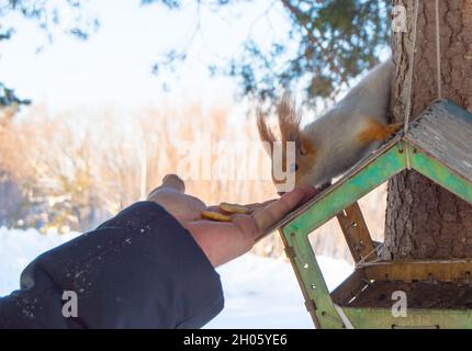 Una donna nutre uno scoiattolo. Uno scoiattolo siede su un alimentatore di legno e mangia i biscotti dalle mani di una donna. Cura degli animali in inverno o in autunno. Foto Stock