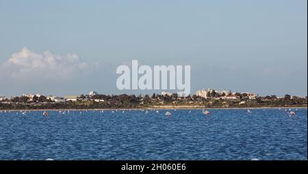 Gregge di uccelli fenicotteri rosa a piedi sul lago salato blu di Cipro nella città di Larnaca in inverno Foto Stock