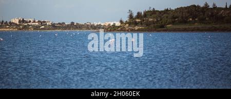 Gregge di uccelli fenicotteri rosa a piedi sul lago salato blu di Cipro nella città di Larnaca in inverno Foto Stock