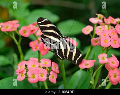 Farfalla a strisce Tiger poggiante su fiori rosa Foto Stock